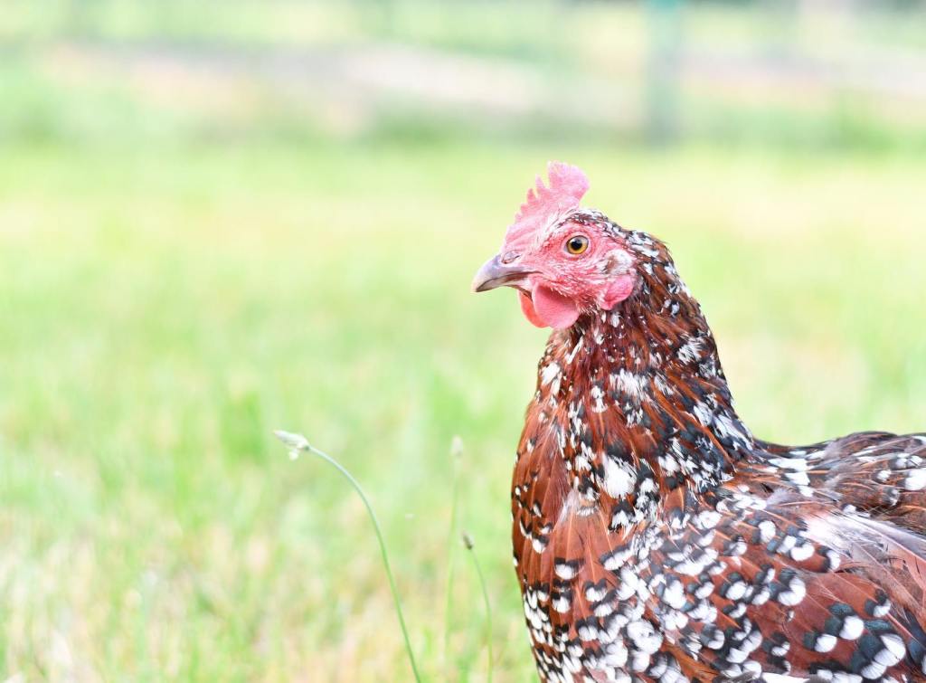 Photo of a Speckled Sussex chicken.