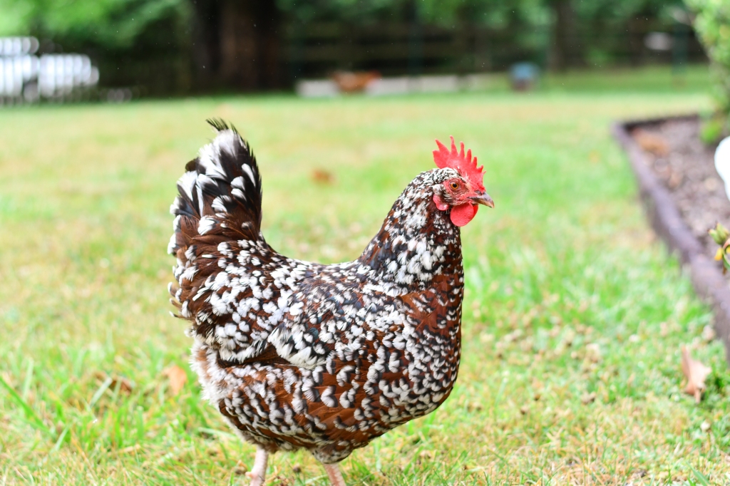 Photo of a Speckled Sussex chicken